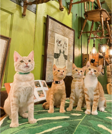 Four playful cats sit comfortably on a green rug, creating a charming atmosphere in a cozy room.
