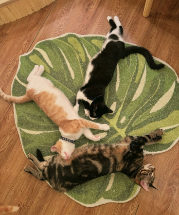 Three adorable cats sprawled out on a green mat,  enjoying a cozy moment on the floor.