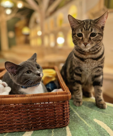 Two cats in an indoor setting: one gray cat sitting inside a wicker basket, and one brown tabby sitting beside the basket on a green surface.
