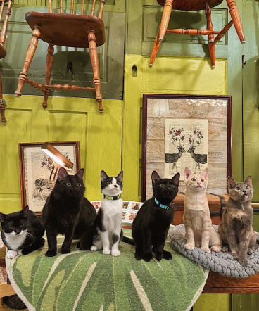 Six cute cats sitting on a bench with green and gray blankets, surrounded by artwork and hanging chairs in the background.